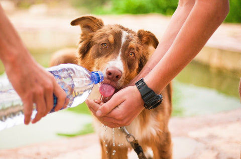 dog drinking water