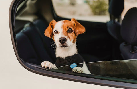 dog sitting in the car