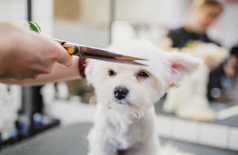 dog getting a haircut