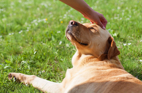 dog sitting in the sun