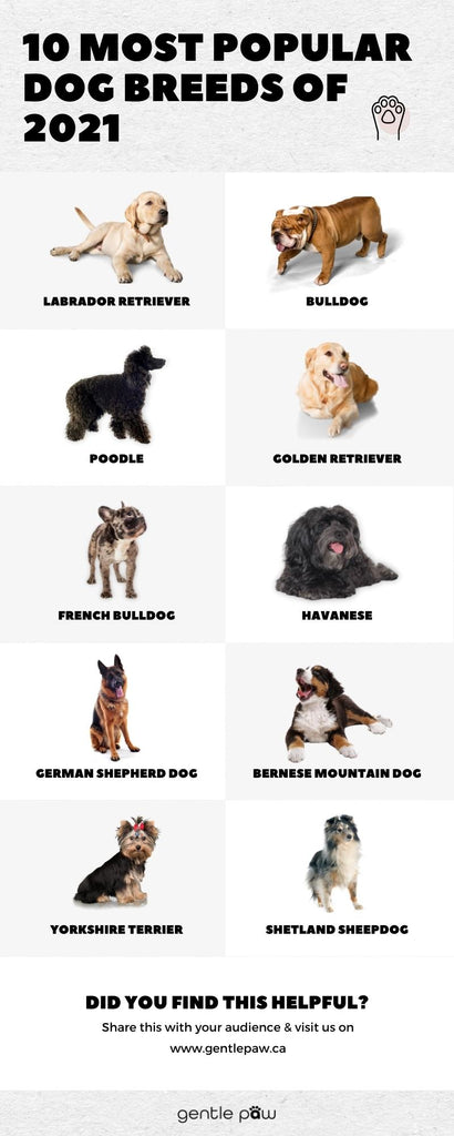 10 Most Popular Dog Breeds of 2021