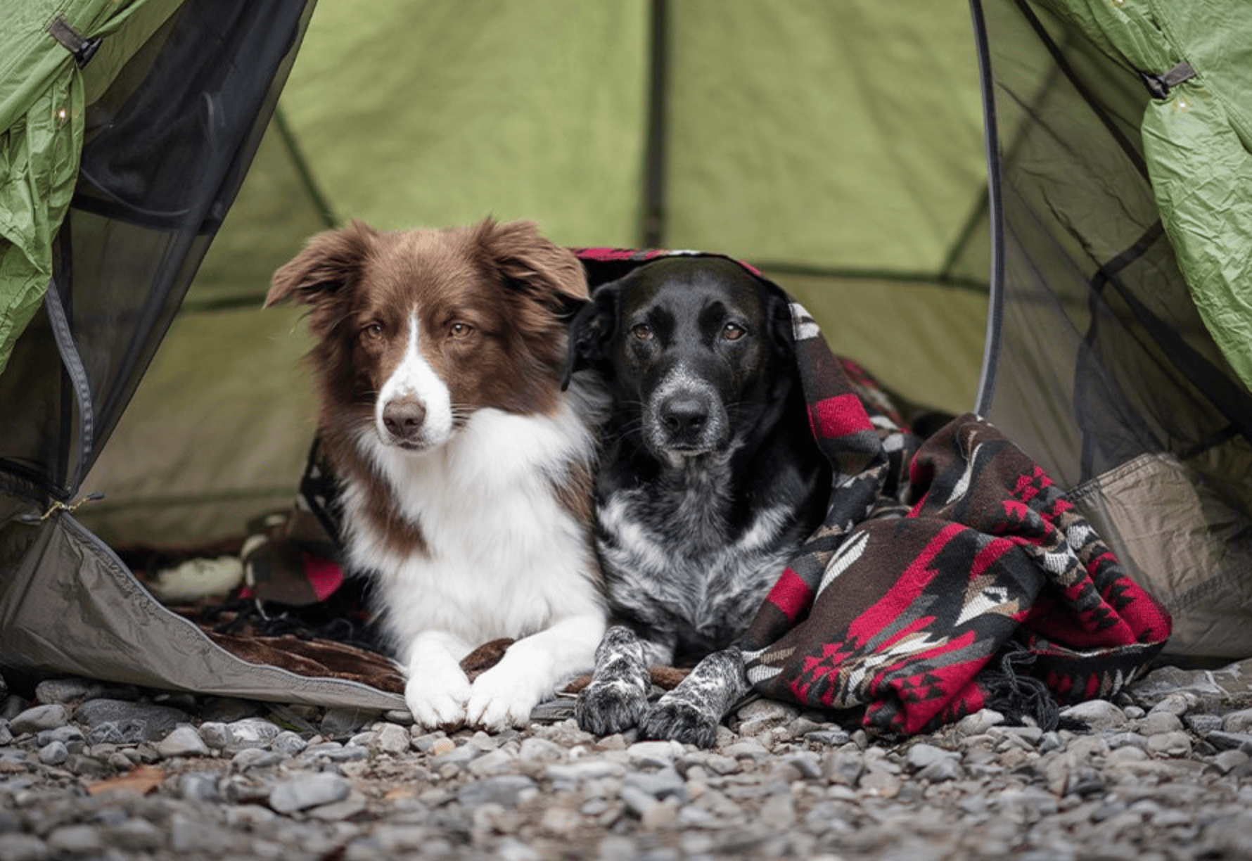 dogs in camping tent