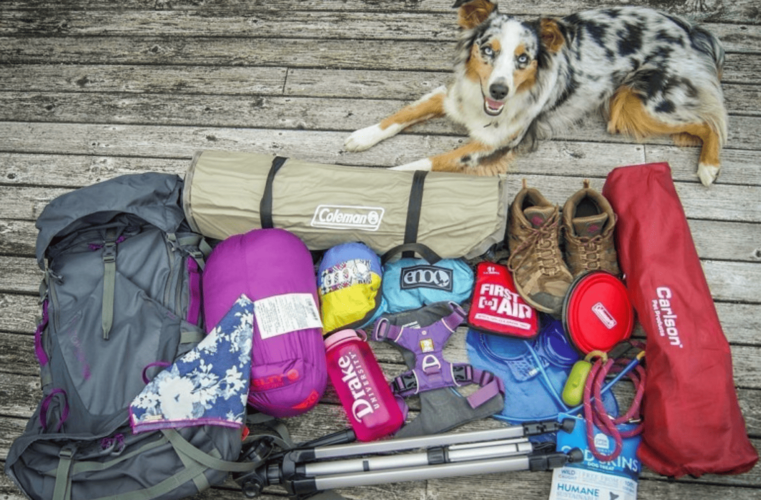 dog next to camping gear