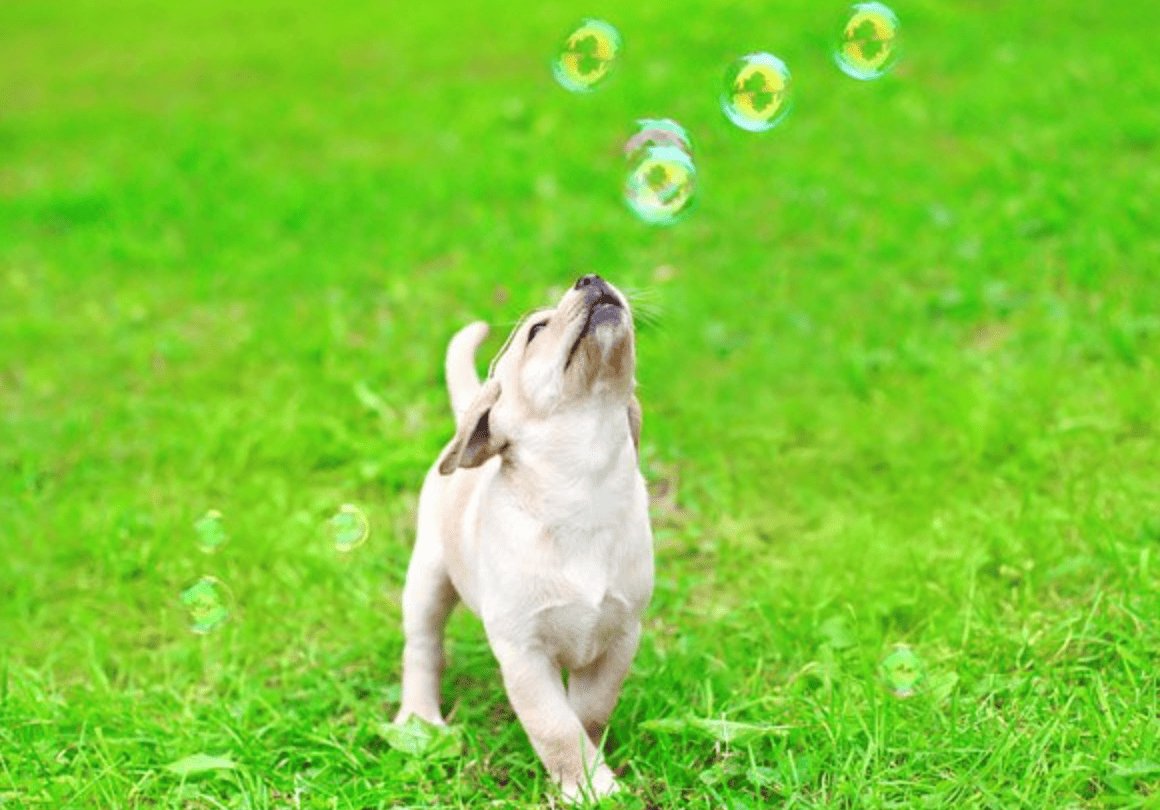 puppy with bubbles