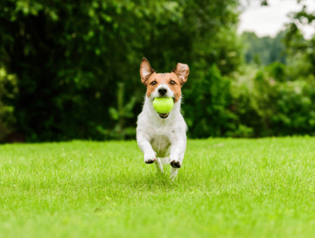 puppy holding ball