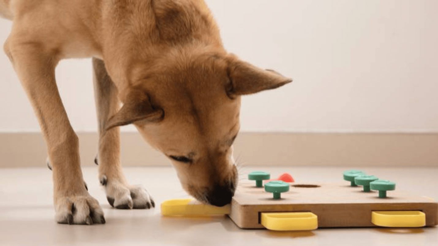 puppy with food puzzle