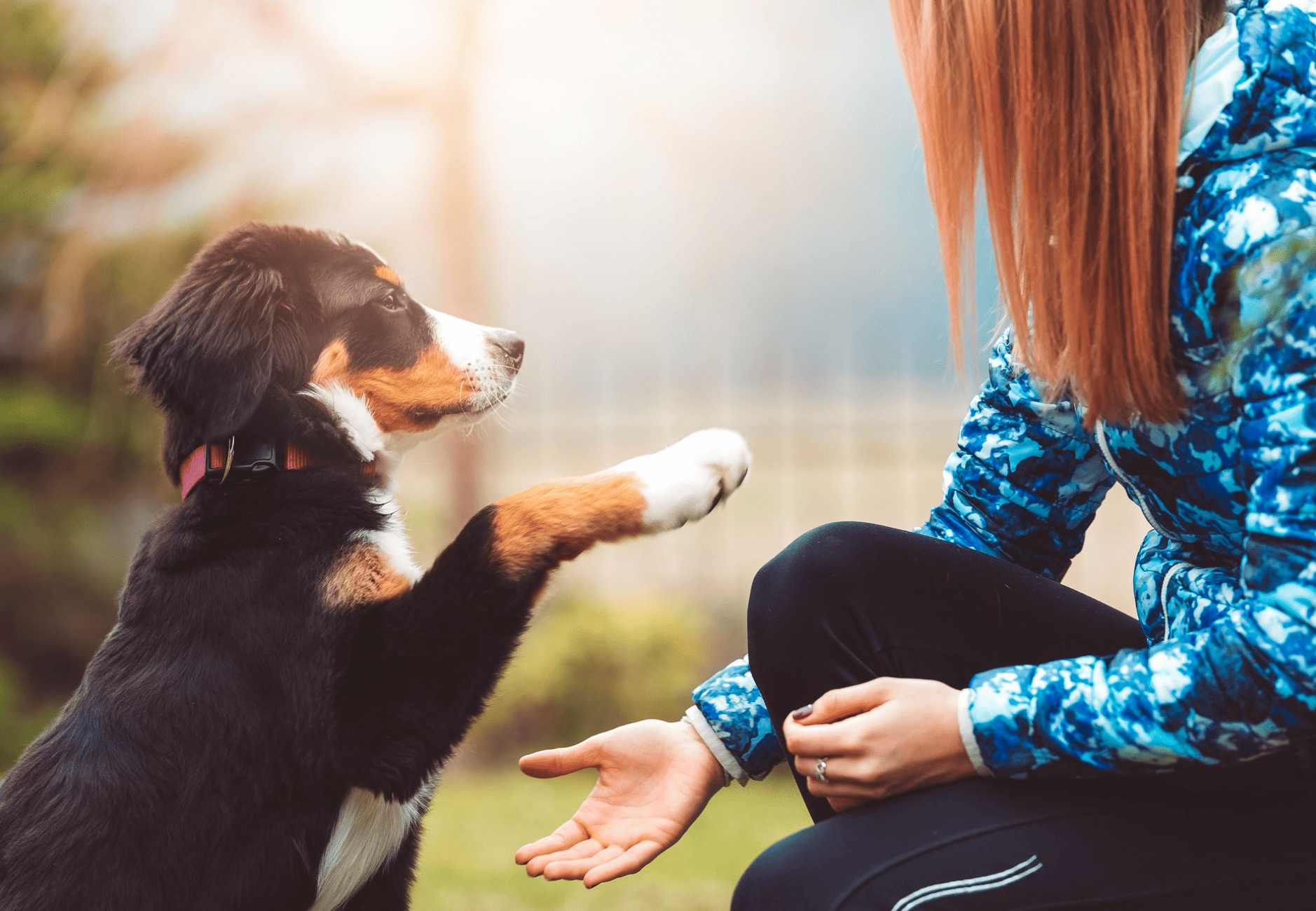 puppy being trained