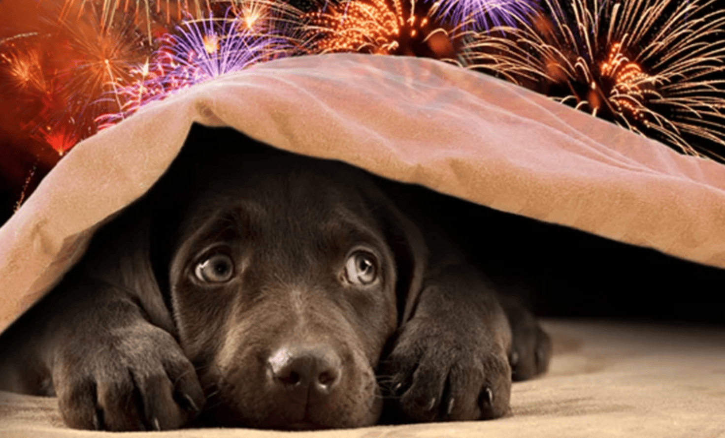 dog hiding from fireworks