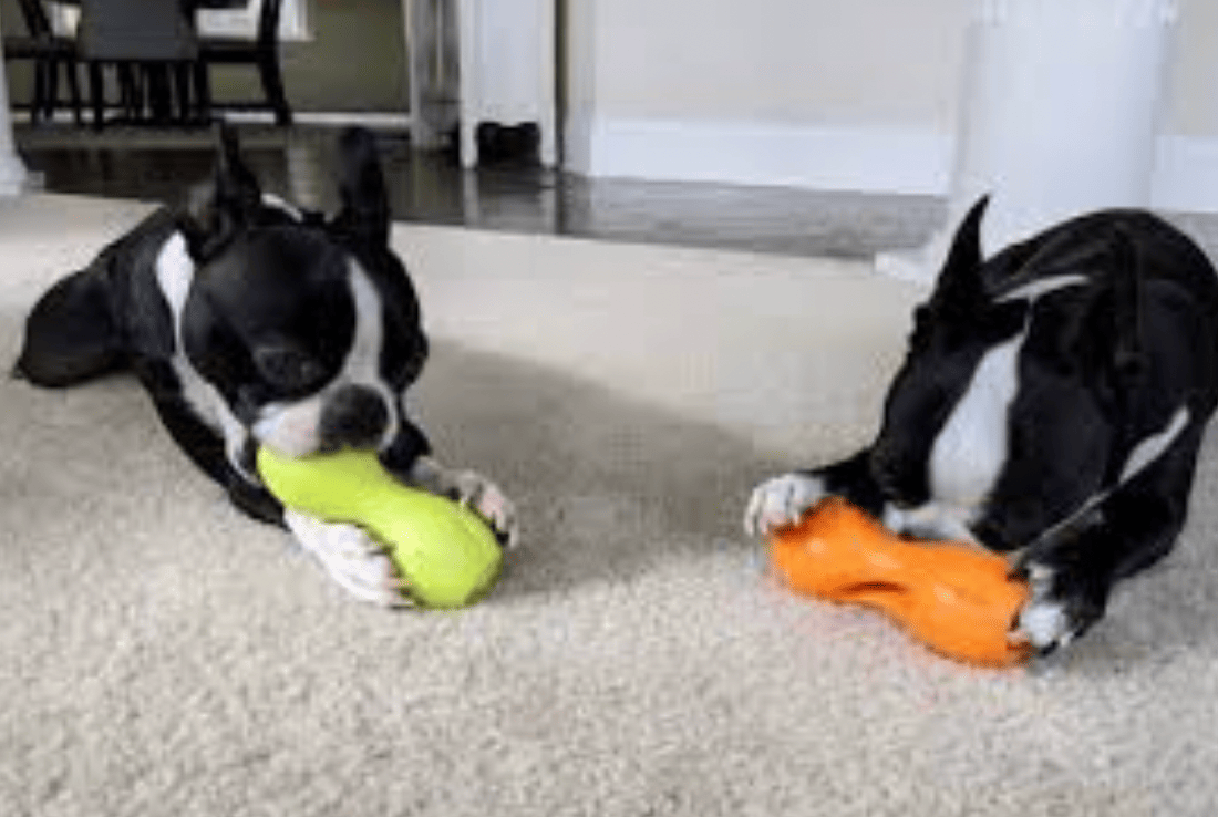dogs with toys
