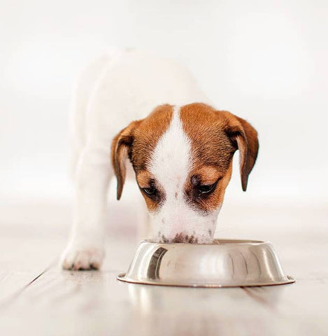 Puppy Eating Food