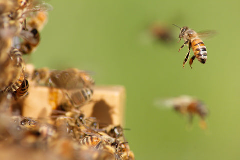 15 Facts About Honeybees
