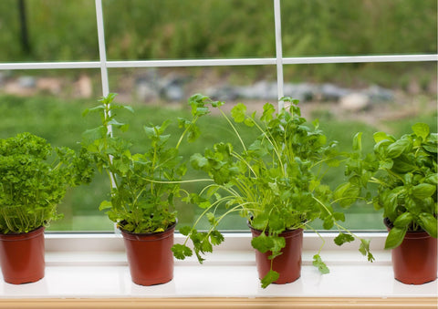 where to plant herbs