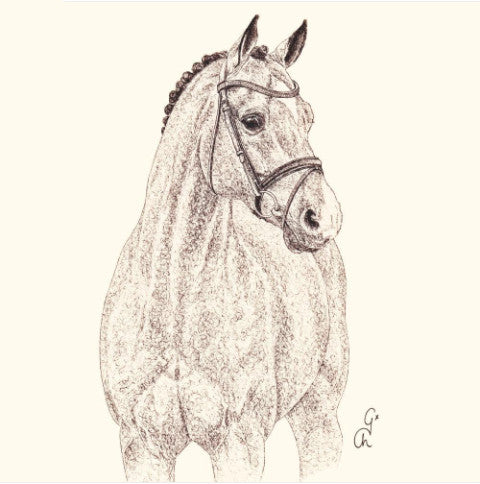 Catoki Horse Sketch #0928-B/C