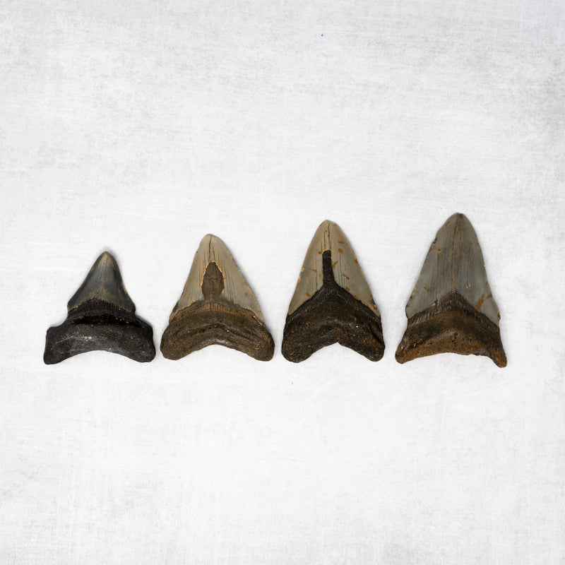 Megalodon Tooth (B grade) – Azura Naturals