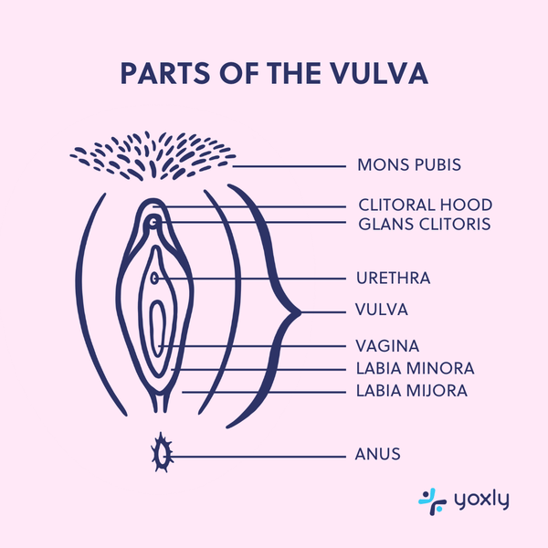 An infographic illustrating all the parts of the vulva