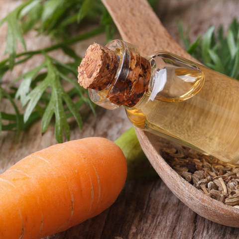 Carrot Root Oil Benefits Compared to Carrot Seed  Miracle Botanicals–  Miracle Botanicals Essential Oils