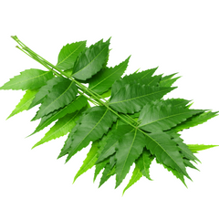 Neem Australia