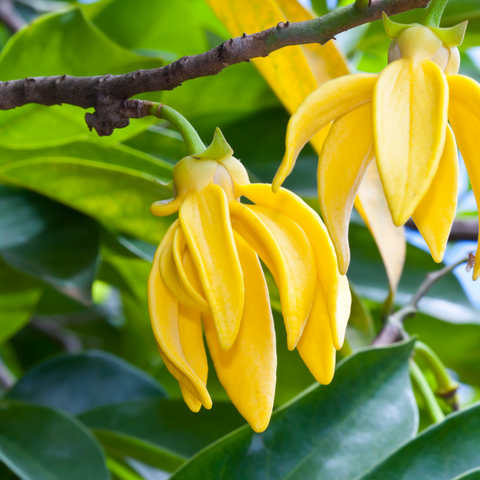 Ylang Ylang Essential Oil is an excellent ingredient for hair care. Its use dates back to the Victorian age when, in England, it was used as a natural hair growth treatment. The regular use of Ylang Ylang oil is also said to prevent split ends and damage. This beautiful oil boosts hair growth and development and reduces hair fall. It is also perfect for damage control, making it an ideal addition to your haircare regime. Ylang Ylang Essential oil is known for its distinctive fragrance and are commonly used in the perfume industry. Chanel No. 5 is the most well-known perfume that uses Ylang Ylang as part of their scent profile. The addition of Ylang Ylang to My Natural Beauty’s Chebe Fermented Rice Water not only benefits the hair, but also gives a lovely natural fragrance.