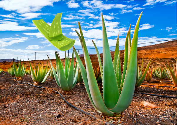 Aloe Vera for Hair Growth