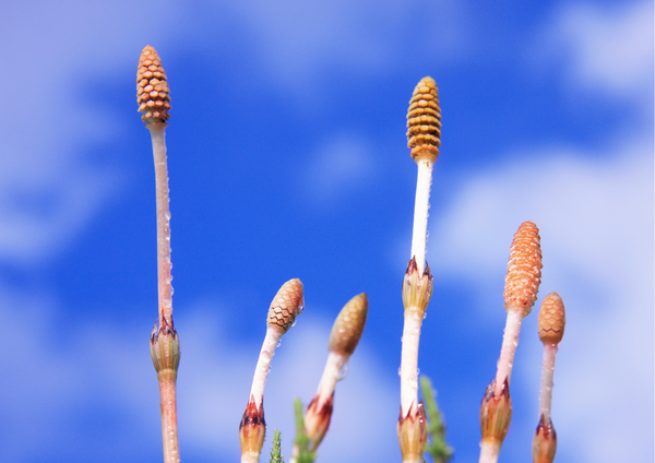 Horsetail for hair growth