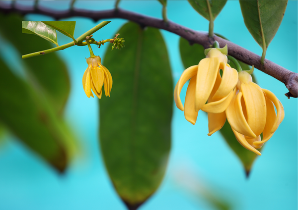 Ylang Ylang Essential Oil for hair growth