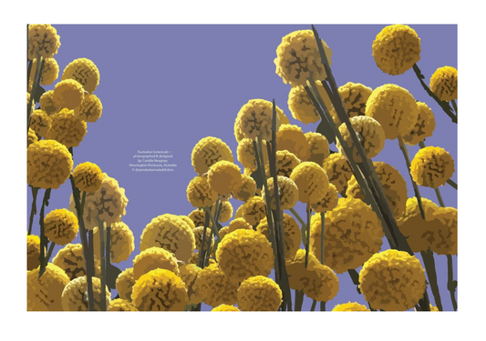 Billy Buttons Card - Botanical Designs by Camille
