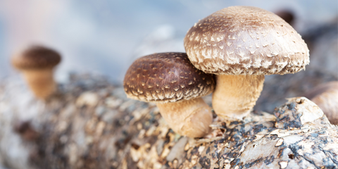 Shiitake Wirkung und Anwendung