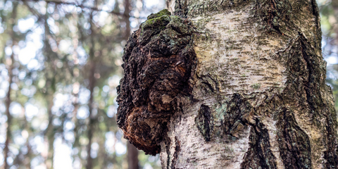 Bio Chaga Pilz Brocken aus Finnland