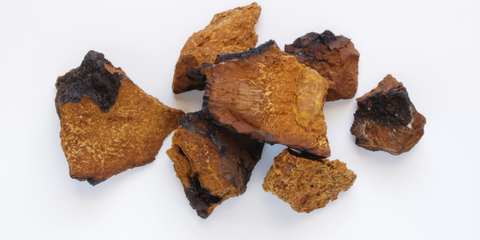 Chaga Vitalpilz