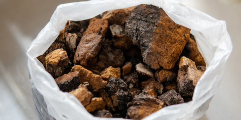 Chaga Pilz Brocken aus Finnland