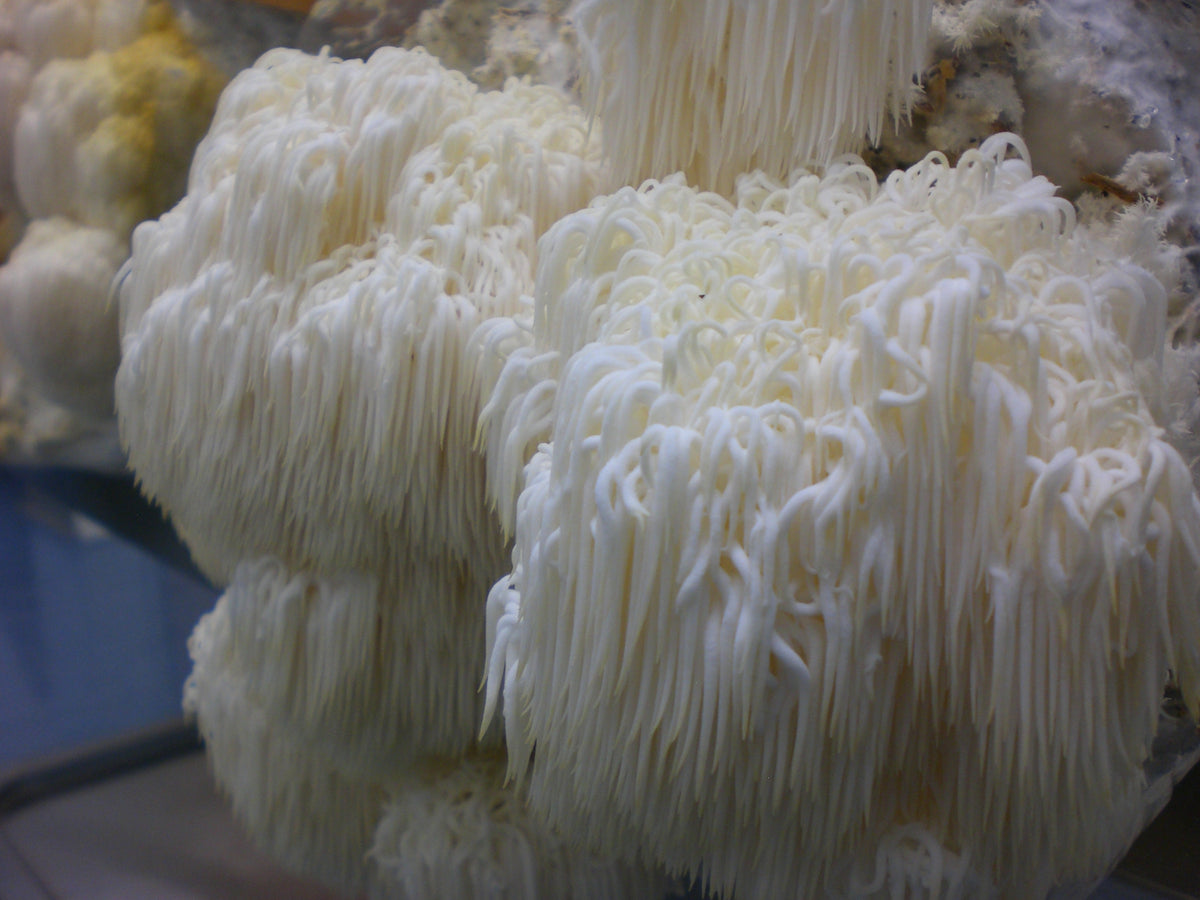 Hericium erinaceus Kopie.JPG__PID:9efc0209-f0d6-4a0f-a50c-9b9f878076cc