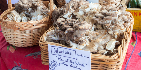 Maitake Anwendung und Wirkung