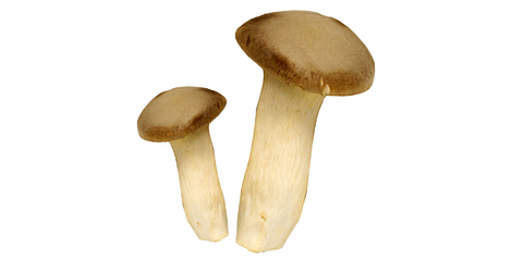 Mandelpilz Agaricus