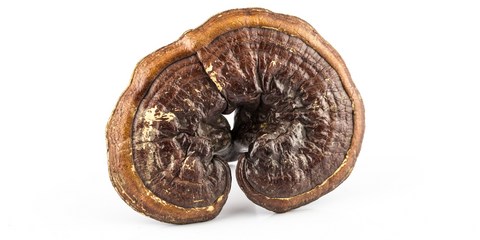 Reishi Vitalpilz