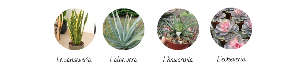 Les succulentes : des plantes étonnantes, faciles et décoratives !