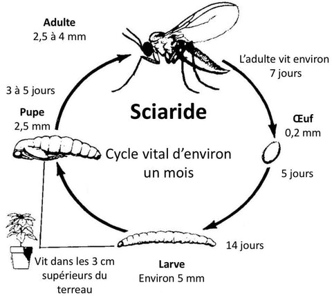 Nématodes contre la mouche des terreaux –