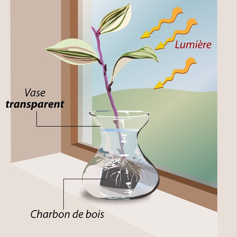 Et si vous échangiez plantes, graines ou boutures ? Un groupe