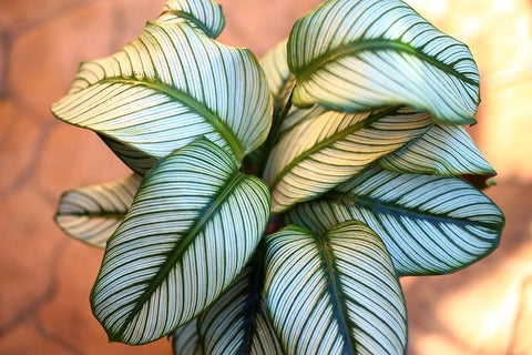 calathea