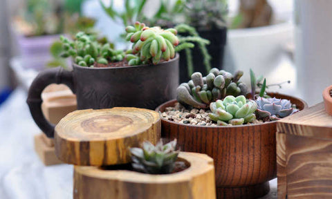 Guide des plantes grasses et succulentes : comment en prendre soin