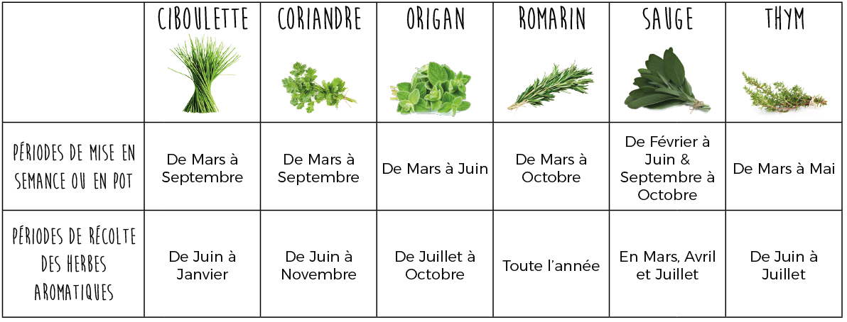 Les herbes aromatiques à faire pousser chez soi – La Belle Bouse