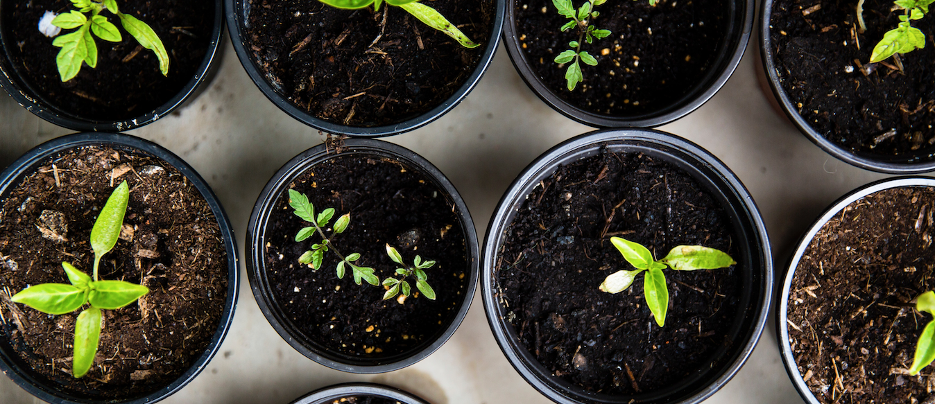 Les herbes aromatiques à faire pousser chez soi – La Belle Bouse