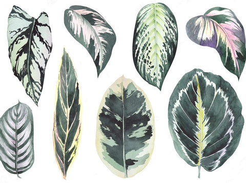 feuilles calathea