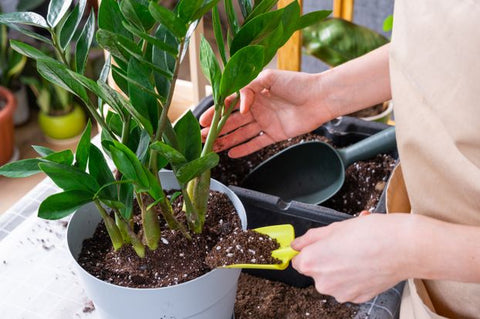 Zamioculcas entretien plante