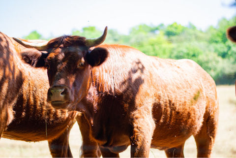 vache La Belle Boue