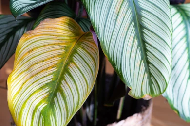 calathea feuilles jaunes