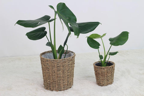 Nos conseils pour entretenir ta plante : Monstera deliciosa