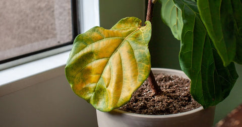 Feuille jaune sécheresse plantes d'intérieurs