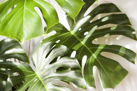 Monstera guide d'entretien