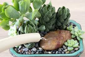 Guide des plantes grasses et succulentes : comment en prendre soin