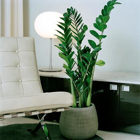 Plante ZZ , entretien Zamioculcas